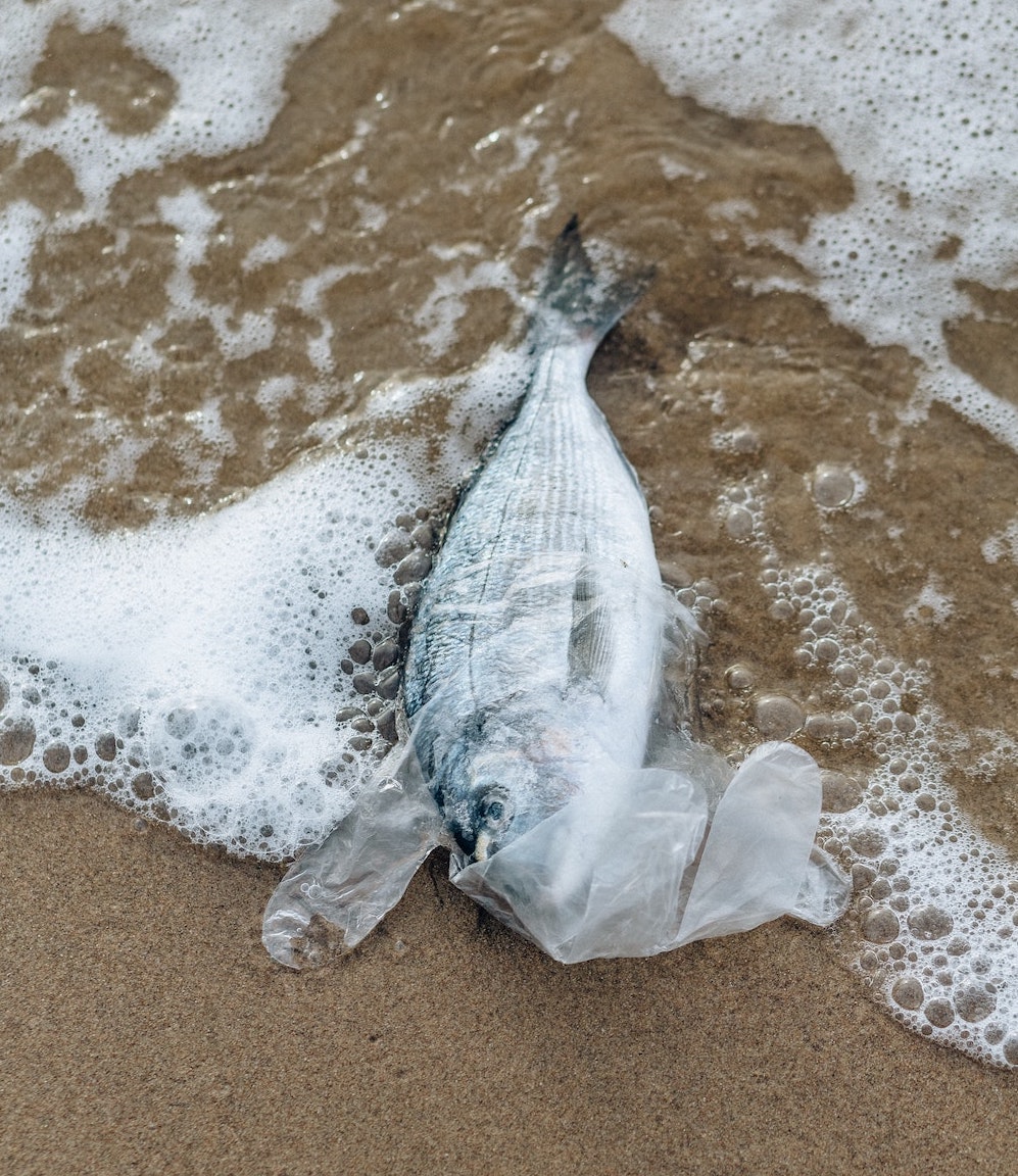 Dead Fish on plastic bag